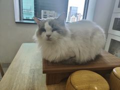 -楼上猫咖(罗湖店)