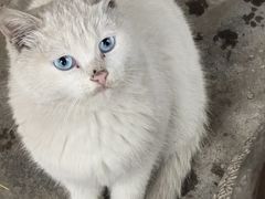 -香木香羊(小汤山店)