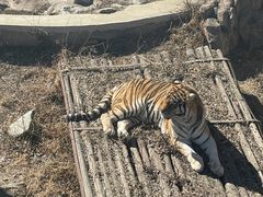 -石家庄市动物园