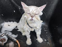 -安安宠医宠物医院·异宠·犬猫内科(岳阳分院)