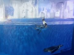 -多彩贵州城极地海洋世界