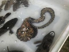 -拉威海鲜市场