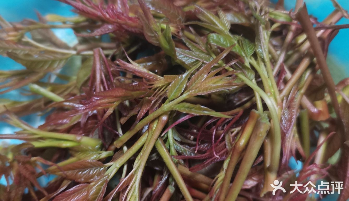 美味的香椿头