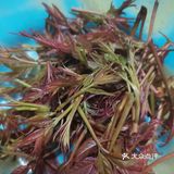 美味的香椿头