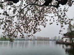 -莫愁湖公园