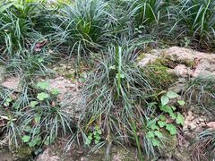 -深圳仙湖植物园