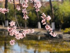 -桃花堤公园
