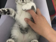 -灵美宠物诊所