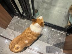 -北京派仕佳德动物医院·超导核磁·CT·神经科·骨科·内外科·急重症管理中心