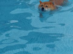 -爪吧宠物乐园 (温榆河示范区店)