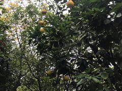 -天目湖涵田半山温泉