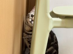-瑞派康怡24h宠物医院·犬猫医疗中心·微创绝育(瑞景分院)