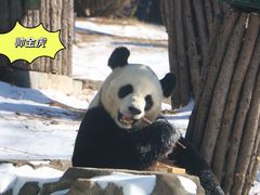 -大连森林动物园