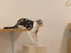 -有喵·猫咖·狗咖·30几只猫10只小狗(岗厦店)