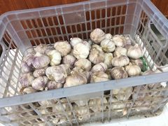 -回坊马二饺子馆