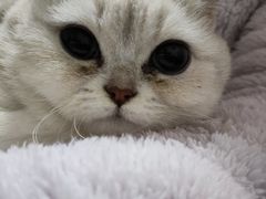 -安安宠医·臻爱宠物医院(簇锦北路分院)