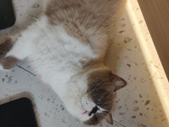 -喵园·猫主题咖啡厅·撸猫·猫咖(国贸店)