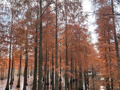 -池杉湖湿地公园