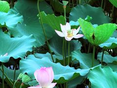 -荔湾湖公园