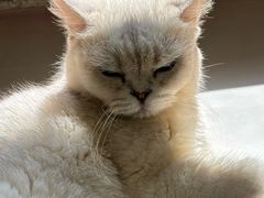 -豆逗聊愈猫阁Easy Life