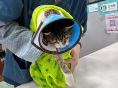 -瑞派动物医院·绝育·犬猫全科·预防医学(光景江南中店)