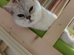 -翊宠yipet猫狗购宠庄园犬舍•猫舍