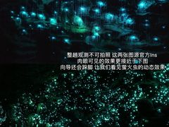 -怀托摩萤火虫洞