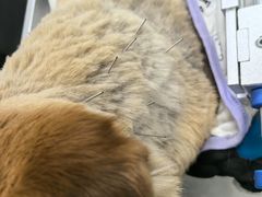 -中国农业大学动物医院