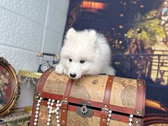 -翊宠yipet猫狗购宠庄园犬舍•猫舍