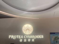 -普洛蒂亚·科技美肤中心