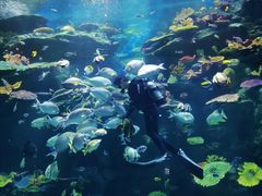 -暹罗海洋世界
