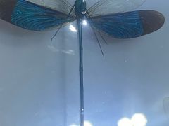 -上海昆虫博物馆