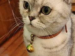 -李小姐の猫咖啡馆(五角场店)