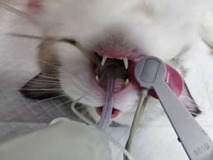 -关爱宠物医院·猫科中心·消化科(滨湖万达分院)