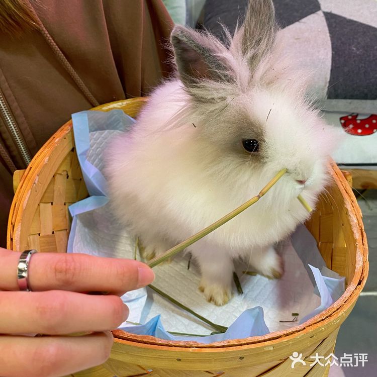 北京探店｜在后海街边遛兔子🐰