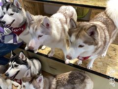 -Husky Go! 哈士奇体验馆·宠物咖啡厅狗咖