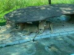 -北京野生动物园