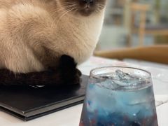 -喵园·猫主题咖啡厅·撸猫·猫咖(国贸店)