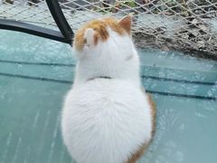 -喵屿·大理花园猫咖