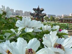 -曹州牡丹园