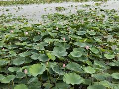 -天津东丽湖风景区