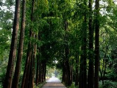 -上海滨江森林公园