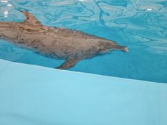 -尼莫海豚馆