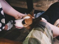 -百好乐宠物友好餐厅(朝外大街店)