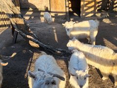 -圣露庄园·露营·烤肉·亲子