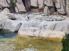 -上海野生动物园