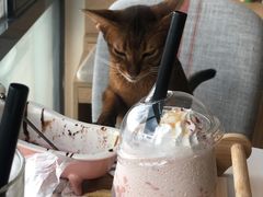 -猫小主咖啡·猫咖cat cafe(福田店)
