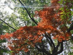 -上海滨江森林公园
