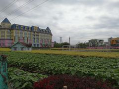 -百万葵园