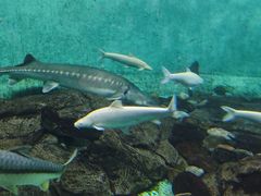 -太平洋海底世界